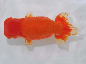 西部本部 脇行司一 宮澤 宏 広島 西部本部 脇行司一 宮澤 宏 広島