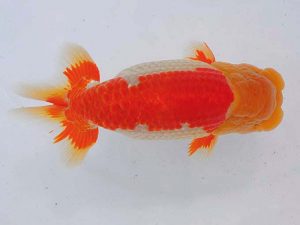 西部本部 脇行司二 横本勝己 愛媛 西部本部 脇行司二 横本勝己 愛媛