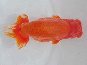 西部本部 東取締 東 秀明 福岡 西部本部 東取締 東 秀明 福岡