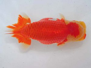 西部本部 西取締 辻 敏秋 和歌山 西部本部 西取締 辻 敏秋 和歌山