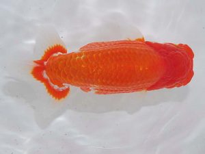 西部本部 東関脇 浦田智和 熊本 西部本部 東関脇 浦田智和 熊本