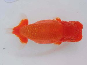 西部本部 西小結 堀谷博之 山口 西部本部 西小結 堀谷博之 山口