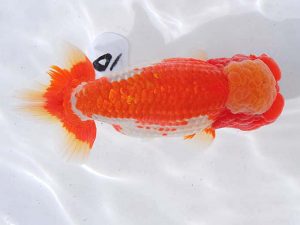 西部本部 勧進元一 倉田政宏 大阪 西部本部 勧進元一 倉田政宏 大阪