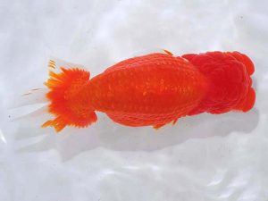 西部本部 勧進元二 山下庸博 和歌山 西部本部 勧進元二 山下庸博 和歌山