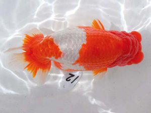 西部本部 行司一 徳力洋一 大阪 西部本部 行司一 徳力洋一 大阪