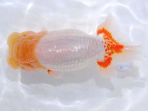 西部本部 行司二 中村優作 愛媛 西部本部 行司二 中村優作 愛媛