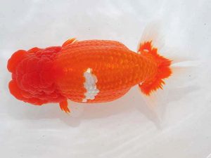 西部本部 行司三 猪尾正紀 兵庫 西部本部 行司三 猪尾正紀 兵庫