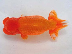 西部本部 脇行司一 谷澤清隆 香川 西部本部 脇行司一 谷澤清隆 香川