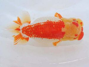 錦蘭会 西大関 岩下孝広 広島 錦蘭会 西大関 岩下孝広 広島