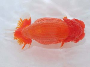 錦蘭会 立行司 川村和己 高知 錦蘭会 立行司 川村和己 高知