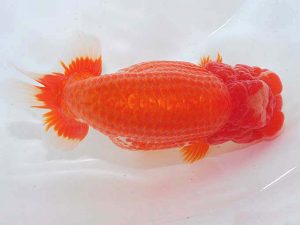 錦蘭会 東取締 藤原 繁 広島 錦蘭会 東取締 藤原 繁 広島