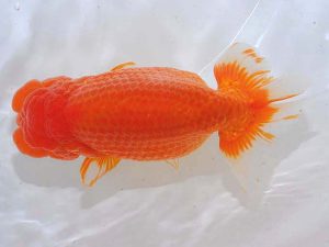 錦蘭会 西取締 細川 悟 大阪 錦蘭会 西取締 細川 悟 大阪