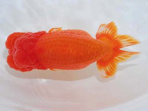 西部本部 東関脇 伏木寿一 和歌山 西部本部 東関脇 伏木寿一 和歌山