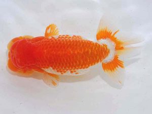 西部本部 西関脇 岩下孝広 広島 西部本部 西関脇 岩下孝広 広島