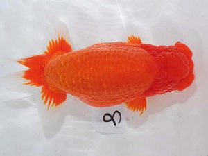 西部本部 東小結 猪尾正紀 兵庫 西部本部 東小結 猪尾正紀 兵庫