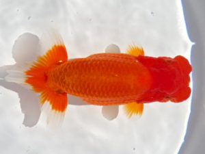 志摩紅鱗会　東大関　大田恒男　志摩市