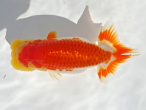 志摩紅鱗会　立行司　山下慎也　鳥羽市