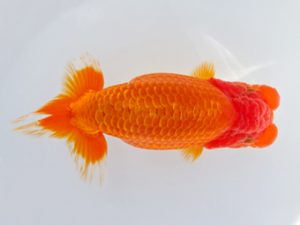 志摩紅鱗会　取締一　大田恒男　志摩市