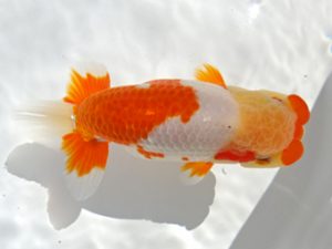 志摩紅鱗会　取締二　岩田　実　伊勢市