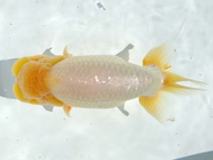 志摩紅鱗会　西大関　山口広隆　津市