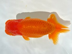 志摩紅鱗会　立行司　山下慎也　鳥羽市