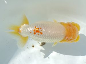 志摩紅鱗会　取締一　小濱照明　松阪市