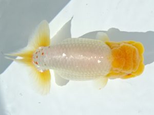 志摩紅鱗会　取締二　田辺健一　志摩市