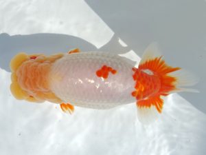 志摩紅鱗会　東大関　小倉　覚　度会郡