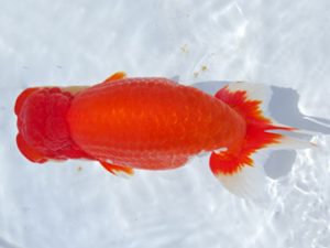 志摩紅鱗会　西大関　森岡淳也　尾鷲市