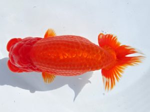 志摩紅鱗会　立行司　林　瑞貴　志摩市