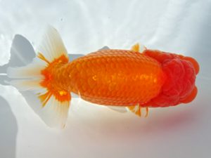 志摩紅鱗会　取締一　大田恒男　志摩市