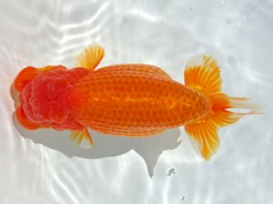 志摩紅鱗会　取締二　山口広隆　津市