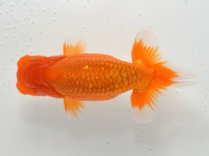 湘南らんちゅう会　東大関　羽鳥容平　藤沢