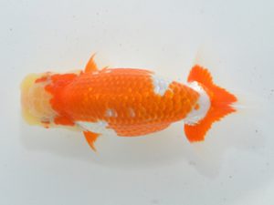 湘南らんちゅう会 行司一　熊澤　誠　伊勢原