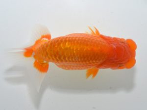 湘南らんちゅう会 行司三　高橋　司　藤沢