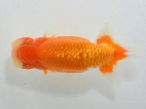 湘南らんちゅう会 脇行司一　松藤良一　茅ヶ崎