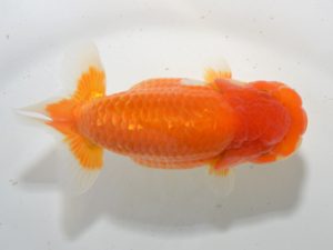 湘南らんちゅう会 脇行司二　上田美三子　中井町