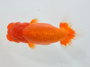 湘南らんちゅう会　西大関　加藤貞信　横浜市