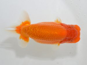 湘南らんちゅう会　立行司　安田英一　川崎