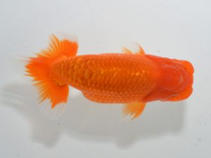 湘南らんちゅう会　取締一　高橋大祐　厚木