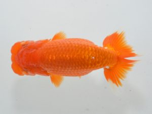 湘南らんちゅう会　取締二　村田祐則　相模原