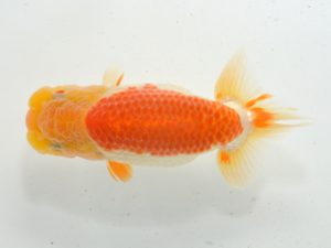 湘南らんちゅう会 東関脇　村田祐則　相模原