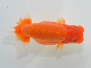 湘南らんちゅう会 西関脇　城所慎一　厚木