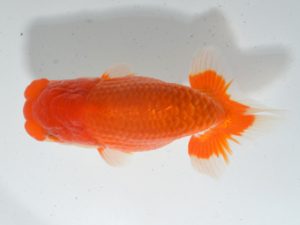 湘南らんちゅう会 東小結　村田祐則　相模原