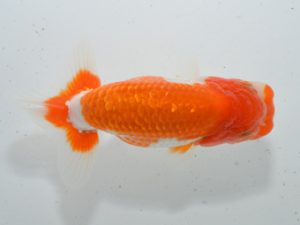 湘南らんちゅう会 西小結　山田勝征　茅ヶ崎