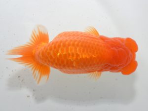 湘南らんちゅう会　東大関　上田厚史　中井町