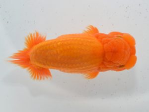 湘南らんちゅう会　西大関　高橋大祐　厚木