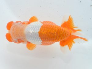 湘南らんちゅう会　立行司　漆山孝夫　葉山町