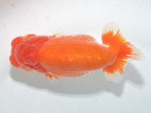 湘南らんちゅう会　取締一　亀山　修　愛川町