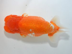 湘南らんちゅう会　東大関　熊澤　誠　伊勢原